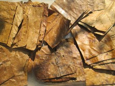 100 Indian Almond Cut pieces Seemandelbaumbl&auml;tterDried Catappa Ketapan