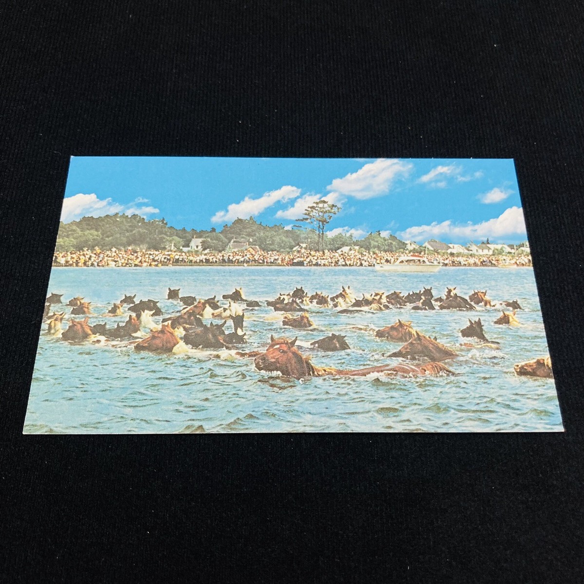 VTG‼ Pony Swim Chincoteague Virginia Assateague Channel Postcard