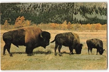 The Bison shed their shaggy coats before spring VTG Postcard VPC2.