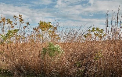 small swath Arkansas vast Grand Prairie grasslands, near Gillett that stre