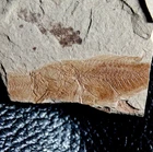 Serranus aspiration fossil fish