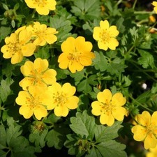 Cinquefoil plug plants potentilla verna yellow flowers hardy perennial Pack
