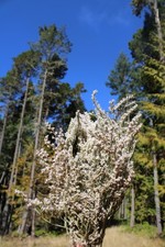 Dried German Statice, Dried White Flower Bunch, grown in USA, dried flowers