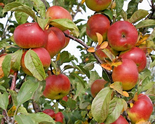 10 X RED TROPICAL APPLE SEEDS,HEIRLOOM PLANT,POPULAR GARDEN FRUIT TREE SHRUB