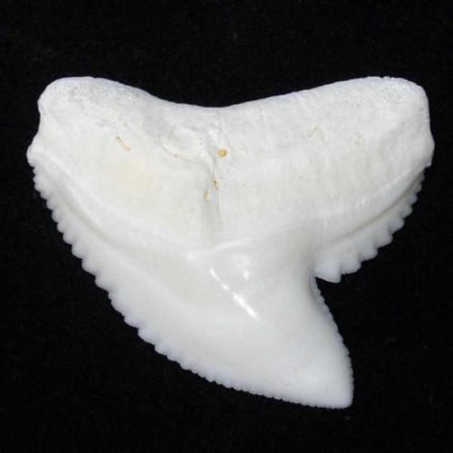Boxed Tiger Shark Tooth Galeocerdo Cuvier lt-2 generic - Picture 2 of 2