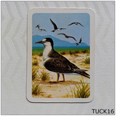 Tuckfield's Australiana Series Birds #184 Sooty Tern (Tuck16)