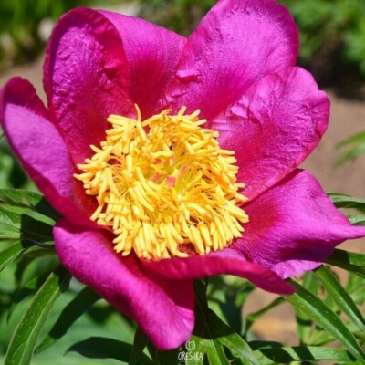 Paeonia anomala 5 Stück frische Samen, Pfingstrosensamen, mehrjährige Pfingstrose, Blumensamen
