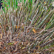 Bambus Pflanzenbestand geschnitten, Rhizome/Wurzeln sichtbar, gr&uuml;n/braun, au&szlig;en