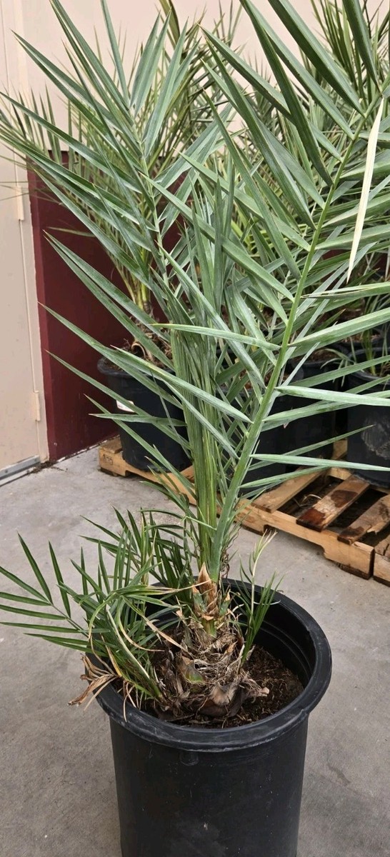 Medjool 13+ Years Old Date Palm Tree Phoenix Dactylifera, 3 Gallon