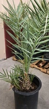 Medjool 13+ Years Old Date Palm Tree Phoenix Dactylifera, 3 Gallon Pot 60+ Inchs