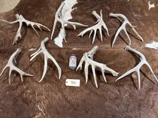 Lot Of 8 nice 10 pounds whitetail antlers  Taxidermy Horns bone sheds 3141