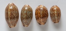 4 CYPRAEA MAURITA ARABICA COWRIE SEASHELL LOT F Gibba 50mm to 37mm Mixed Sizes