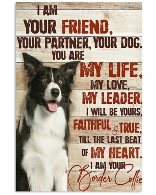  Border Collie  dog  refrigerator magnet 3 1/2 X 4 1/2 ''