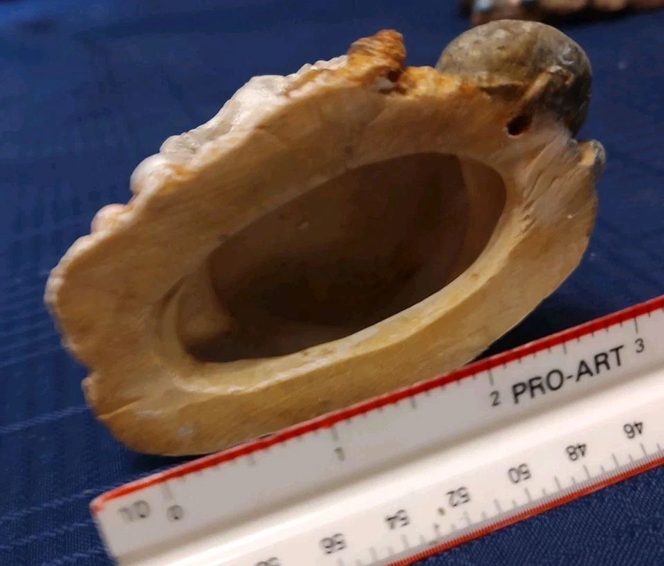 Resin 2.5"x 3.5" CLAM SHELL With Pearls AQUARIUM DECOR - Image 4 of 4