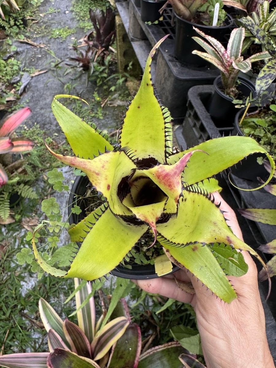 Aechmea ' Triangularis ' Bromeliad | eBay