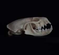 Mink Skull Oddity Taxidermy Curiosities Gothic Weird