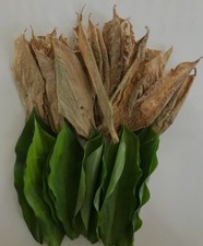 Natural Insulin Plant Thebu Dried Leaves Costus Speciosus Herbal Leaf Ceylon 50g