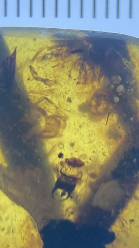 Huge Branch & Leaves, Fossil In Genuine Burmite Amber, 98myo - Picture 6 of 11