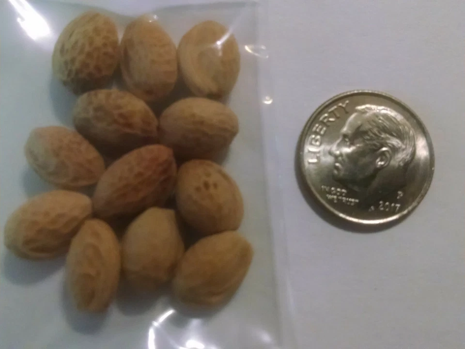 10 Japanese Cherry Blossom Seeds - Prunus serrulata - Sakura East Asian Tree - Image 2 of 4