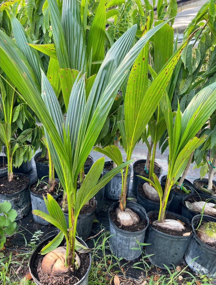 Dwarf Coconut tree (Malayan dwarf) 3ft tree 752289591044| eBay