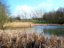 Photo A2 Pond below Goosehill Normanton/SE3822 An attractive feature, b c2019