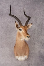 African Impala Shoulder Mount SKU 3154