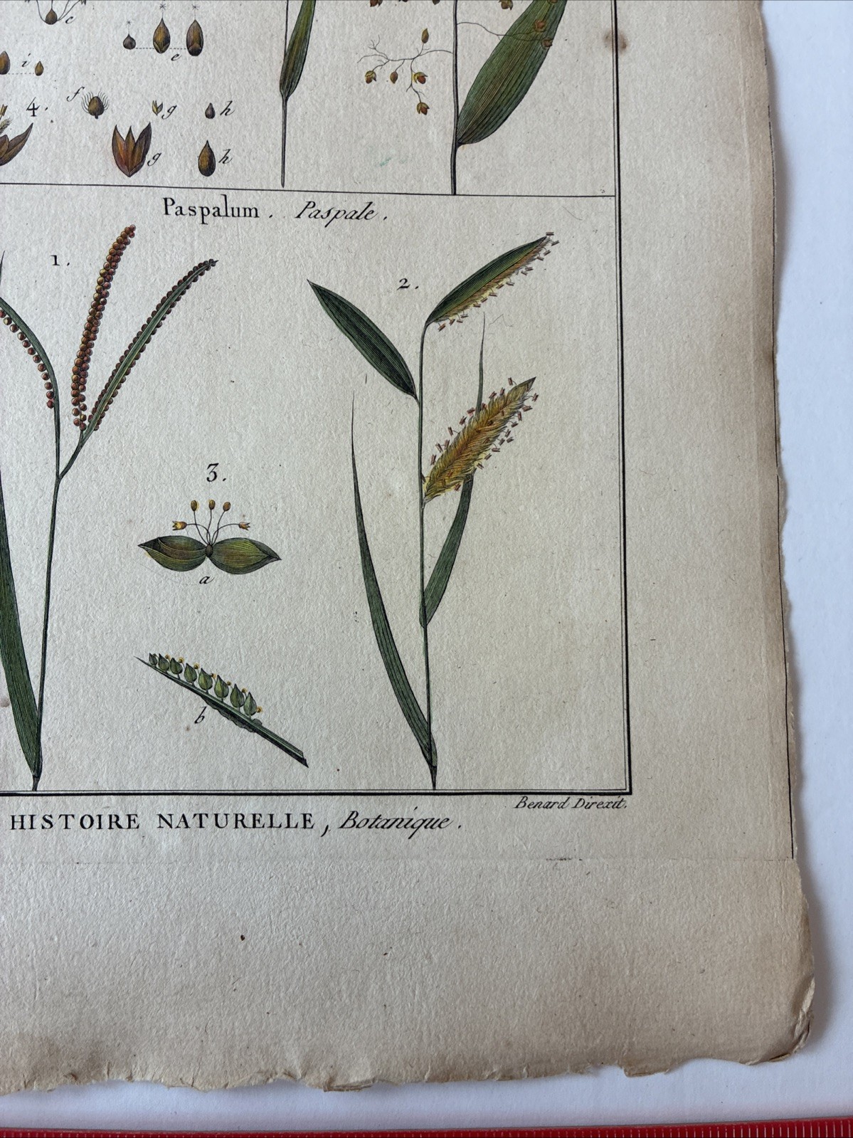 Lamarck Botanical Print Histoire Naturelle, Botanique Hand Colored Book Plate 43