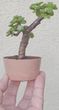 Jade Pre Bonsai Dwarf Mame Fat Trunk Portulacaria Flowers