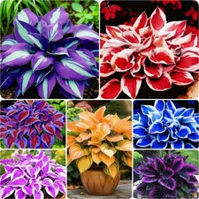 850pcs Premium Perennial Hosta Seeds, High Green, White, Blue, Variegated