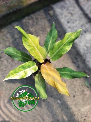 New Plant Philodendron Marmalade Orange Size Large Real Picture
