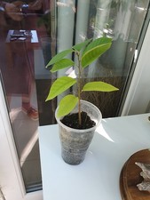 PLANT. Sugar Apple Tree, Annona Squamosa .Creamy Custard Apple.