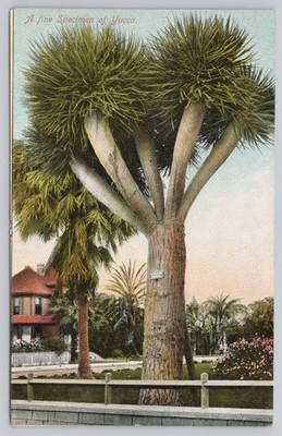 Postcard Yucca Plant ~ unposted