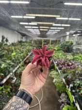 Cryptanthus ‘Rubin Star ’ - Pet Safe - 2.5” Pots! Great Terrarium Plant