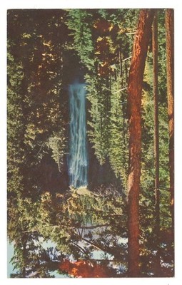 Salt Creek Falls Oregon Cascade Mountains Postcard