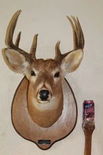 Whitetail Deer Head Shoulder Mount Taxidermy Cape Shed Antler Mule