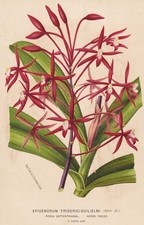 Epidendrum orchidea orchidea Messico Messico fiore botanica stroobant litografia