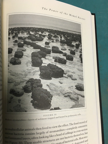 "Full House: The Spread of Excellence from Plato to Darwin" 1st/2nd HC/DJ 1996 - Bild 13 von 19