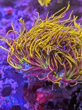 Single Head Cherry Coral NY Knicks Gold Torch 24K Live Coral LPS SPS Frag HG CC