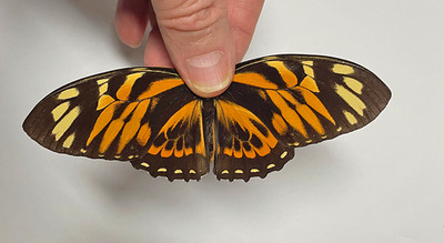PAPILIO ZAGREUS BATESI***male ****Peru, Loreto,Rio Momon-Centro Fuerte