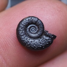 12 mm Fossil Ammonite Hematite Morocco Jurassic Mesozoic 3094