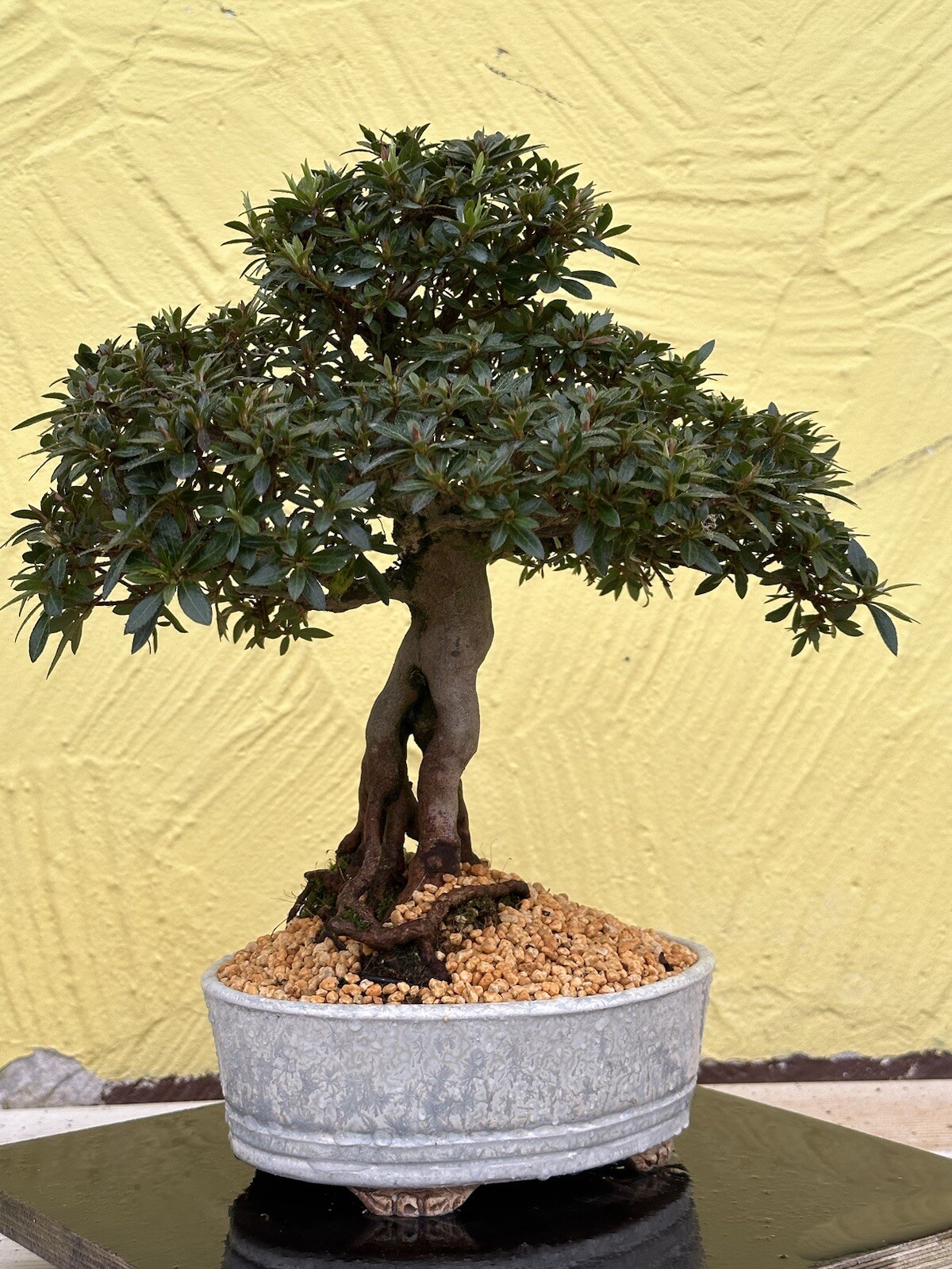 Joe Bonsai Azalee Wurzelform Satsuki " Chinzan " 24 Jahre Japan Schale