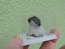 schöner Trilobit - Gerastos tuberculatus  aus Erfoud in Marokko