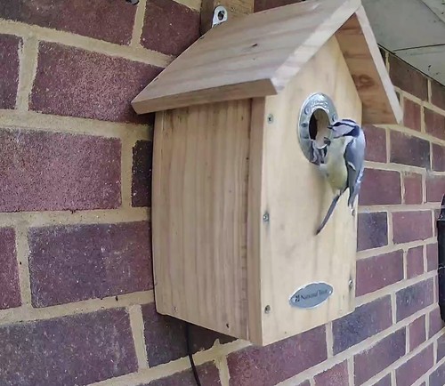 Bird Nest Box with Solar powered 2K WiFi Camera. Watch on Phone, Tablet, Alexa - Picture 16 of 21