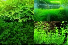 Moss/Plant Christmas Moss,Subwassertang,Java moss,Pearl Weed or buy Individually