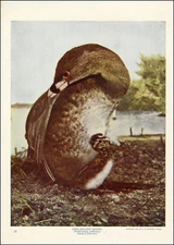 1900 Vintage Print Pied Billed GREBE Bird Birds Wild North America Water Lagoon