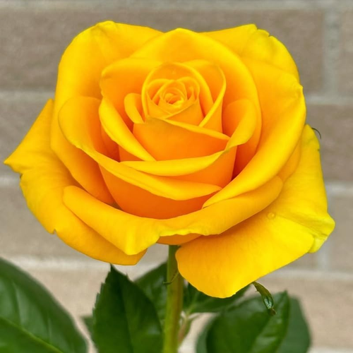 100+ PCS Yellow Rose Seed Symbol of Friendship Perennial Rosa Bush Shrub Strikin