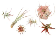 Red Tillandsia Air Plants – Colorful, Easy Care Live Decor for Indoor & Outdoor