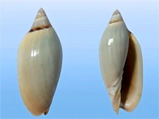 Volutidae, Amoria grayi, Port Hedland, W. Australia, 86.7mm, LARGE, TOP QUALITY