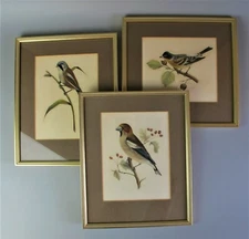 Framed Bird Pictures Prints by L.M. Mulland 19th century gouache. Vintage set 3.