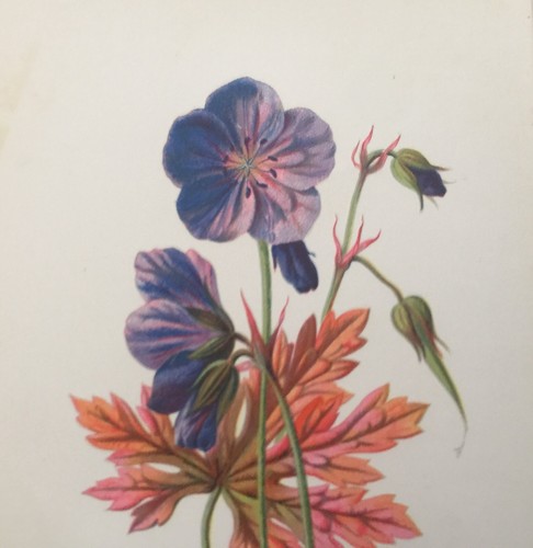 Antique Botanical Print – Meadow Crane’s Bill by F. Hulme, C1878 Plate - Picture 4 of 10